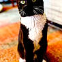 Rosie joined the competition — help win amazing prizes! cat, tuxedo_cat, pet, indoor, carpet, black_and_white, whiskers, green_eyes, feline, animal, cute, domestic_cat, sitting, fur, portrait, close_up, curious, soft_background, household, companion_animal