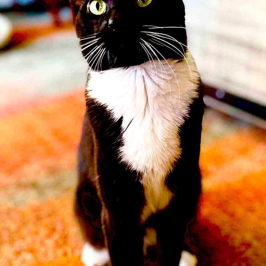 Rosie