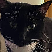 Rosie is registered to the contest to win money with this photo: cat, tuxedo_cat, whiskers, close_up, indoor, black_and_white, pet, animal, feline, face, eyes, fur, portrait, curious, domestic_animal, muzzle, ears, close_range, looking, soft_light