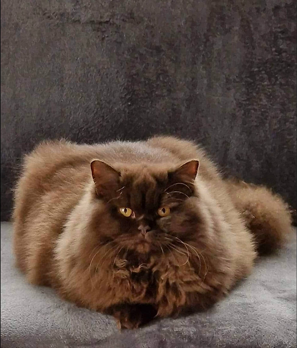Olympe participe au concours pour gagner de l'argent avec cette photo : british_longhair, carnivore, cat, comfort, fawn, felidae, fur, grey, paw, persian, small_to_medium_sized_cats, snout, tail, terrestrial_animal, whiskers