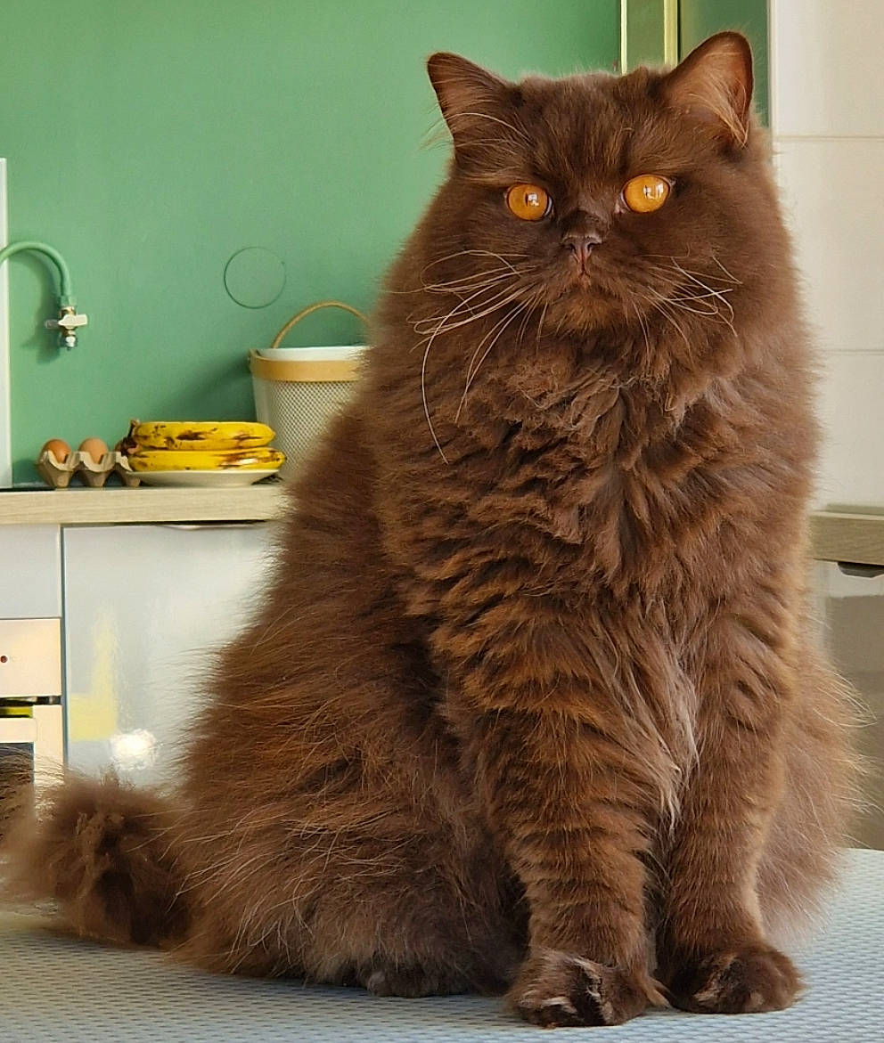 Olympe a rejoint le concours — aidez-le/la à gagner de superbes lots ! box, british_longhair, brown, carnivore, cat, claw, domestic_short_haired_cat, fawn, felidae, flooring, fur, grey, sitting, small_to_medium_sized_cats, snout, tail, terrestrial_animal, whiskers