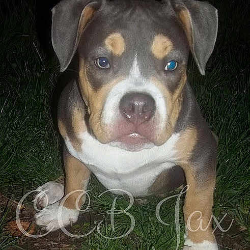 Jax