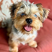 Bentley joined the competition — help win amazing prizes! dog, puppy, blue_eyes, tongue_out, fluffy, cute, pet, animal, indoors, couch, red_couch, fur, small_dog, happy, smiling, face, nose, ears, sitting, close_up