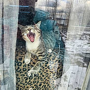 Troubles joined the competition — help win amazing prizes! cat, tabby, yawning, window, reflection, person, blue_jacket, leopard_print, blanket, curtains, snow, outdoor, trees, glass, indoor, pet, animal, resting, paw, mouth_open