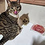cat, tabby, tongue_out, table, skull, fake_brain, indoor, pet, animal, white_table, curious, close_up, fur, whiskers, decor, spooky, funny, looking_at_camera, domestic_cat, cute