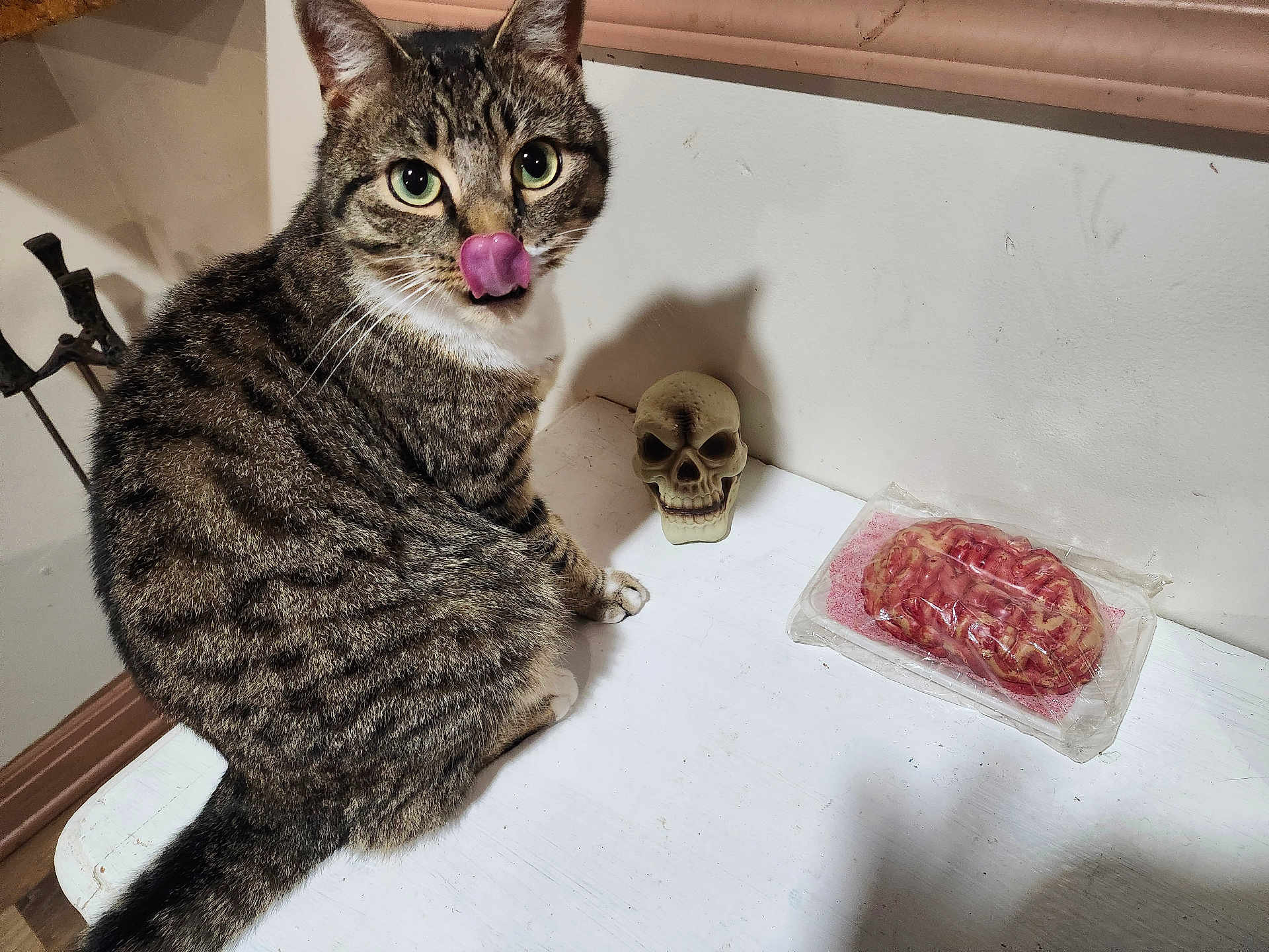 Troubles is registered to the contest to win money with this photo: cat, tabby, tongue_out, table, skull, fake_brain, indoor, pet, animal, white_table, curious, close_up, fur, whiskers, decor, spooky, funny, looking_at_camera, domestic_cat, cute