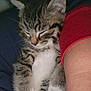 Troubles is registered to the contest to win money with this photo: kitten, sleeping, tabby, cat, pet, feline, fur, whiskers, paws, close_up, cute, resting, domestic_animal, animal, snuggle, human_arm, soft, cozy, relaxed, indoor