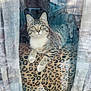 Troubles joined the competition — help win amazing prizes! cat, kitten, tabby, indoor, window, curtains, leopard_print, feline, pet, animal, resting, cute, whiskers, paws, reflection, cozy, soft_light, domestic, young_cat, curious