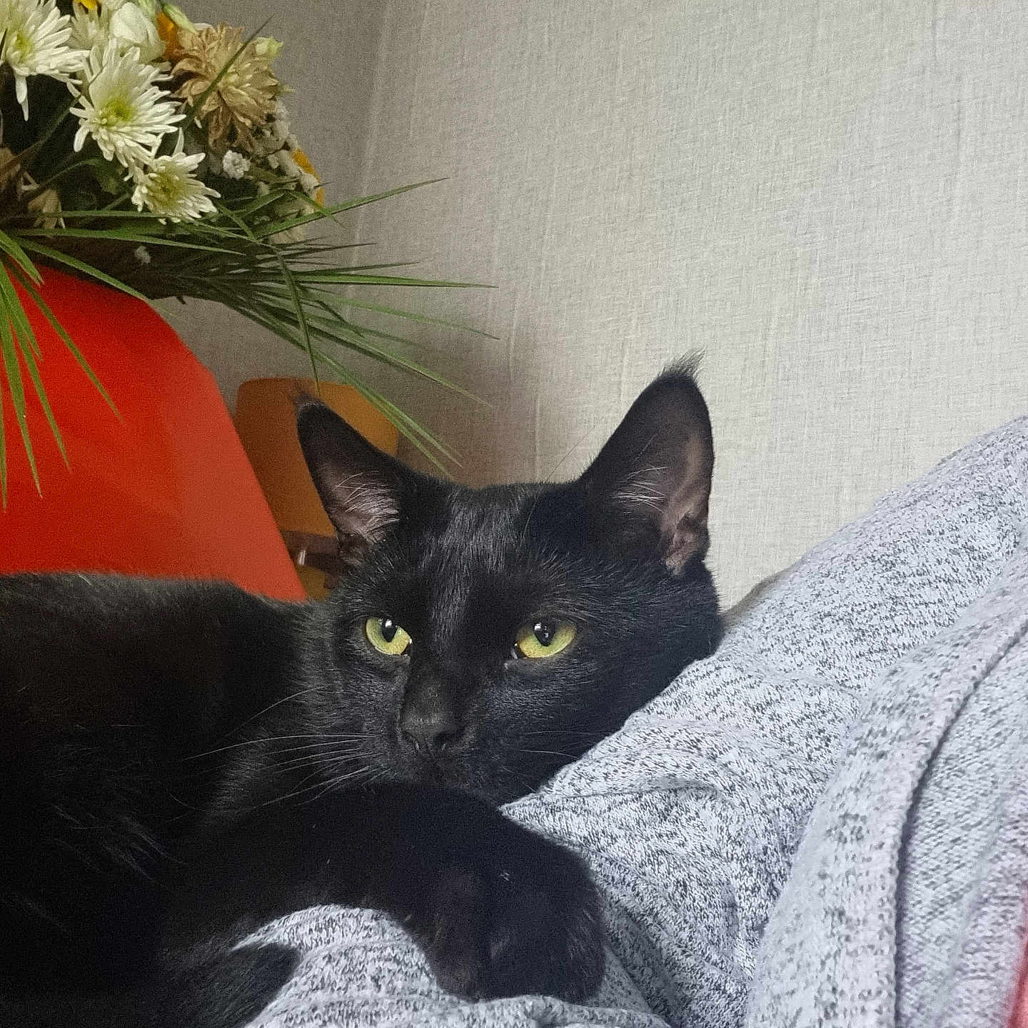 Bertie Binx joined the competition — help win amazing prizes! animal, blackcat, blanket, cat, couch, daisy, face, flower, flowerarrangement, flowerbouquet, furniture, head, jar, person, pet, petal, plant, pottedplant, pottery, vase