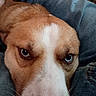 Axel is registered to the contest to win money with this photo: animal, blue_eyes, brown_and_white, casual, close_up, cuddling, denim, dog, eyes, face, funny, fur, heterochromia, indoors, muzzle, nose, pet, portrait, sitting, whiskers