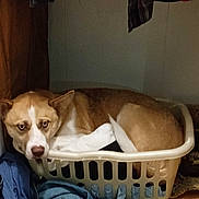 Axel joined the competition — help win amazing prizes! basket, brown_dog, clothes, dog, fabric, floppy_ears, hanging_clothes, home, household, indoor, jeans, laundry, laundry_basket, looking_at_camera, pet, portrait, resting, sad_expression, white_markings, wood_floor