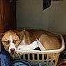 basket, brown_dog, clothes, dog, fabric, floppy_ears, hanging_clothes, home, household, indoor, jeans, laundry, laundry_basket, looking_at_camera, pet, portrait, resting, sad_expression, white_markings, wood_floor