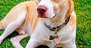 Axel is registered to the contest to win money with this photo: alert, animal, blue_eyes, canine, close_up, collar, companion, dog, dog_tags, fur, grass, large_ears, lawn, lying_down, outdoor, pet, photography, portrait, relaxed, tan_and_white
