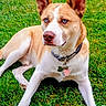 alert, animal, blue_eyes, canine, close_up, collar, companion, dog, dog_tags, fur, grass, large_ears, lawn, lying_down, outdoor, pet, photography, portrait, relaxed, tan_and_white