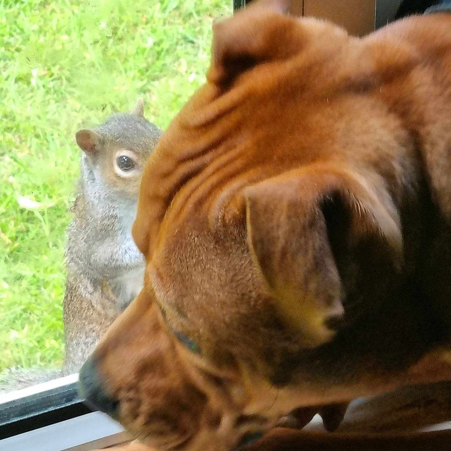 Bear is registered to the contest to win money with this photo: animal, closeup, curious, daylight, dog, ears, fur, glass, grass, greenery, indoor, interaction, looking, nature, outdoor, paw, pet, snout, squirrel, window