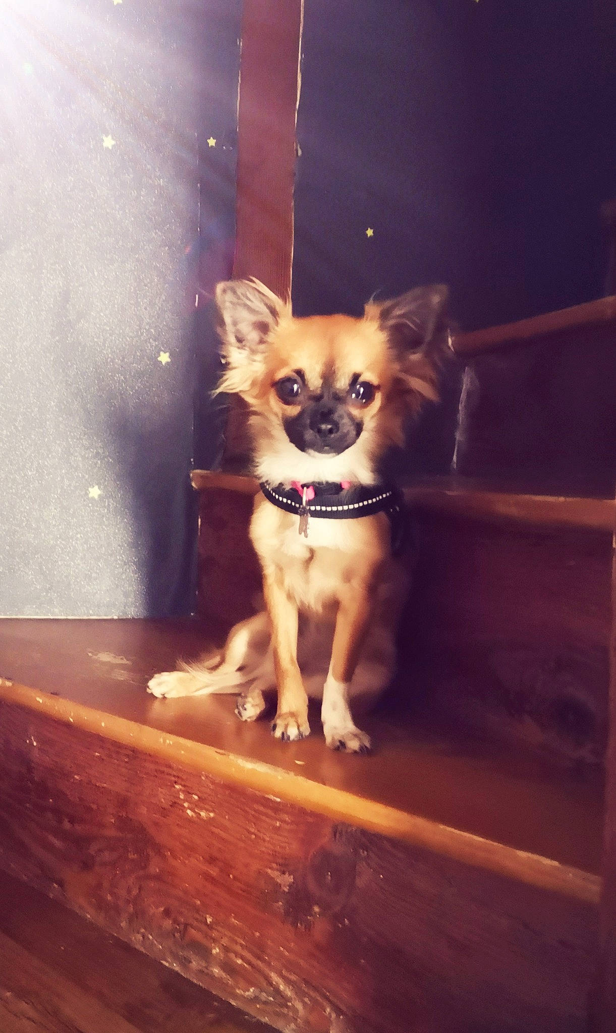 Ines participe au concours pour gagner de l'argent avec cette photo : canidae, carnivore, companion_dog, dog, dog_breed, dog_collar, dog_supply, electric_blue, eyewear, fawn, hardwood, pet_supply, snout, sporting_group, sunglasses, tints_and_shades, toy_dog, whiskers, wood, working_animal