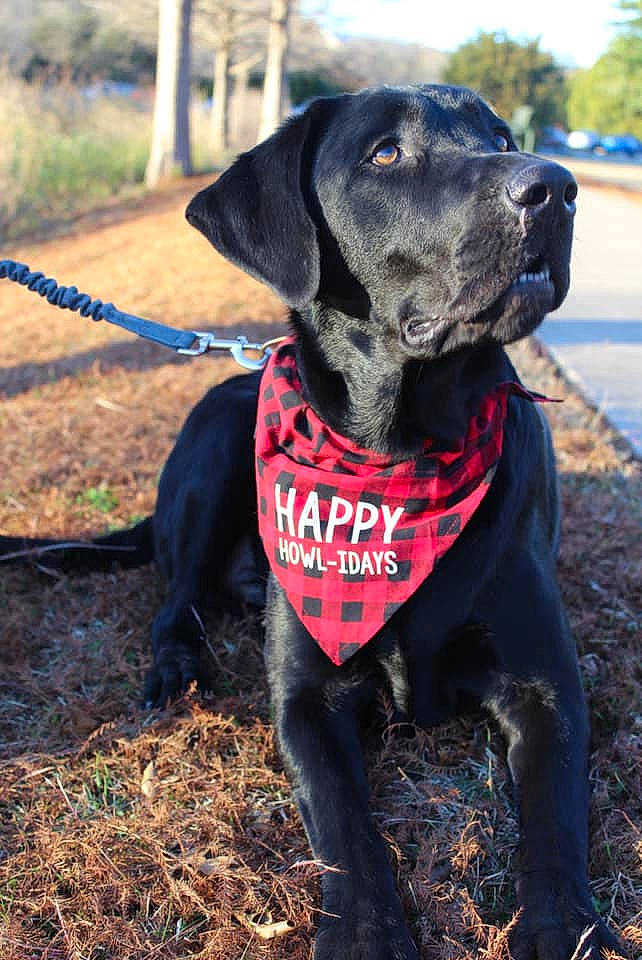 Peyton joined the competition — help win amazing prizes! borador, canidae, carnivore, collar, companion_dog, dog, dog_breed, dog_collar, dog_supply, fur, gun_dog, leash, liver, mammal, pet_supply, snout, sporting_group, tail, terrestrial_animal, working_animal