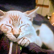 Twinkle joined the competition — help win amazing prizes! animal, cat, close_up, cozy, cute, domestic_cat, face, feline, fur, indoor, nap, paw, pet, relaxed, resting, sleeping, soft_focus, warm_lighting, whiskers, zipper