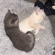 Twinkle joined the competition — help win amazing prizes! kitten, cat, sleeping, gray_cat, cream_cat, fluffy_rug, pet, animal, cute, cozy, fur, indoor, resting, young_animal, adorable, snuggling, kitten_food, floor, domestic_cat, soft