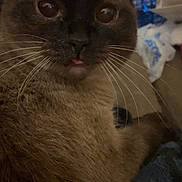 Shadow is registered to the contest to win money with this photo: cat, siamese_cat, pet, close_up, whiskers, fur, animal, indoor, cute, curious, tongue_out, face, ears, brown_fur, dark_face, eyes, relaxed, cozy, domestic_animal, feline