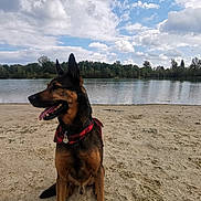 Nouki participe au concours pour gagner de l'argent avec cette photo : animal, bandana, beach, calm, canine, clouds, daytime, dog, german_shepherd, lake, landscape, nature, outdoor, pet, sand, sitting, sky, tongue_out, trees, water