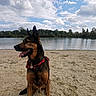animal, bandana, beach, calm, canine, clouds, daytime, dog, german_shepherd, lake, landscape, nature, outdoor, pet, sand, sitting, sky, tongue_out, trees, water