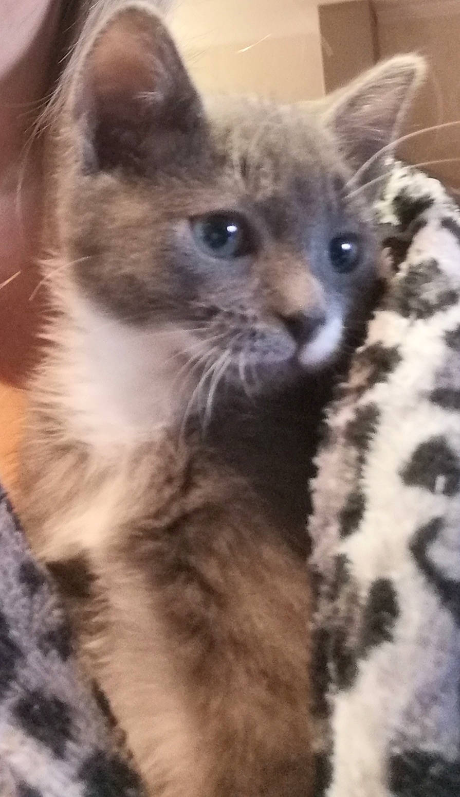 Oliver Et Plumm' a rejoint le concours — aidez-le/la à gagner de superbes lots ! carnivore, cat, domestic_short_haired_cat, felidae, fur, iris, russian_blue, small_to_medium_sized_cats, snout, terrestrial_animal, whiskers, wildlife, window