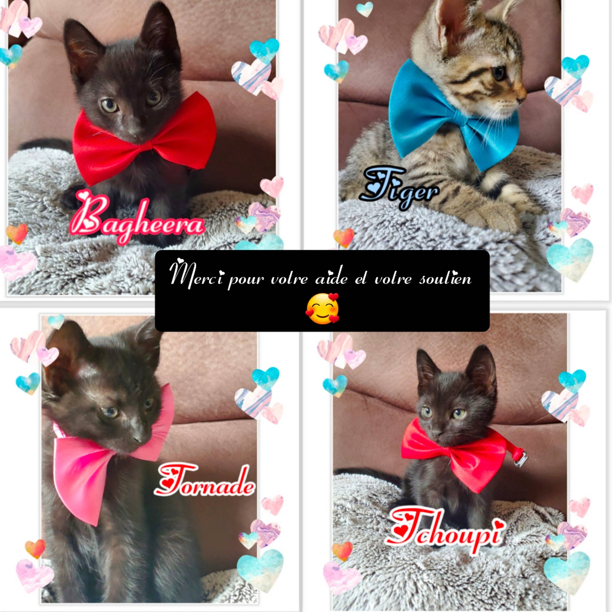 Je N'Ai Pas De Prénom àce Jour a rejoint le concours — aidez-le/la à gagner de superbes lots ! beauty, blue, carnivore, cat, cat_supply, collage, electric_blue, felidae, font, fur, green, mammal, organism, photo_caption, photograph, purple, small_to_medium_sized_cats, snapshot, vertebrate, whiskers