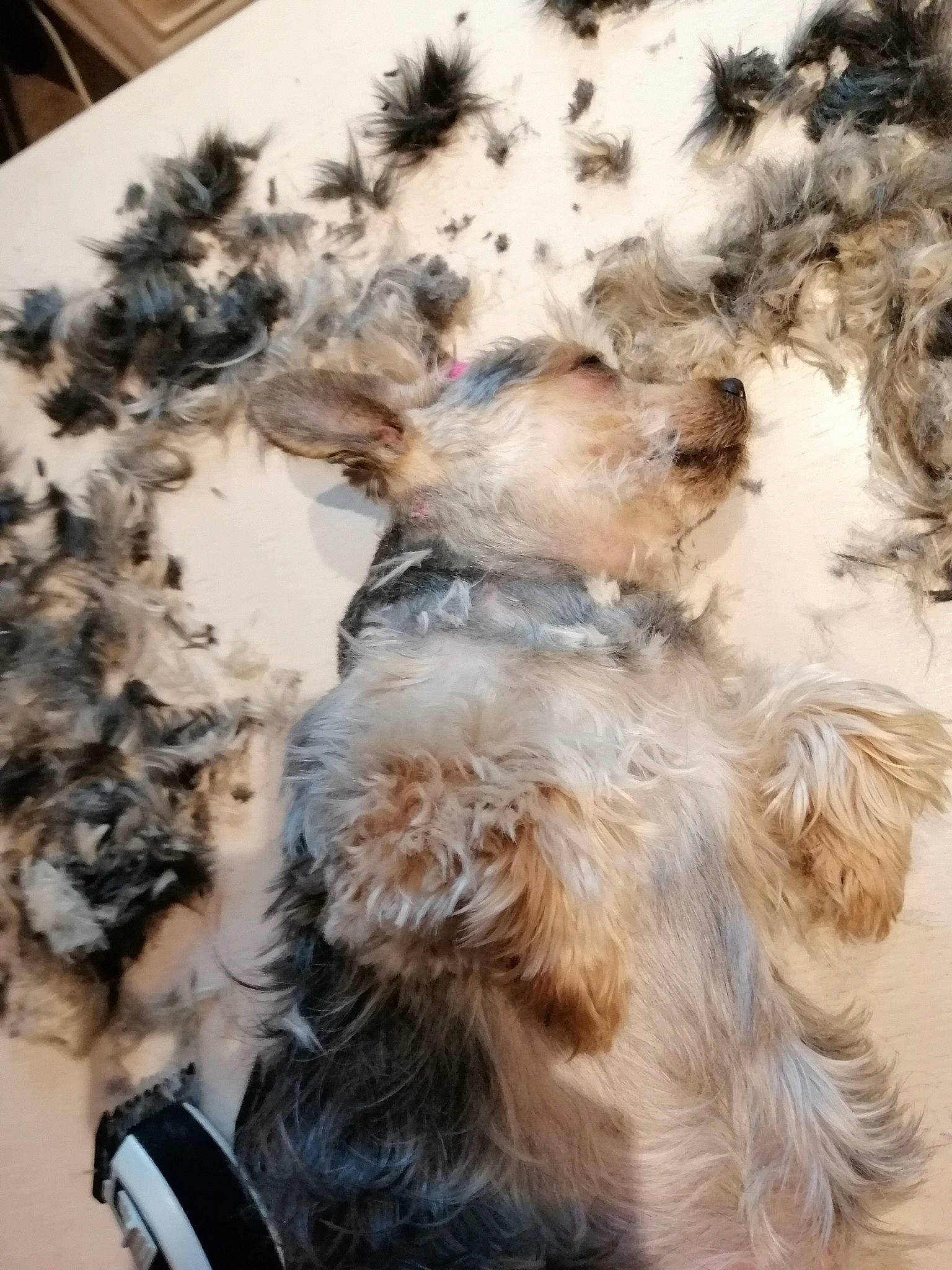 Feeby a rejoint le concours — aidez-le/la à gagner de superbes lots ! animal_product, canidae, carnivore, companion_dog, dog, dog_breed, fashion_accessory, feather, fur, liver, natural_material, non_sporting_group, pattern, sporting_group, tail, terrier, toy_dog