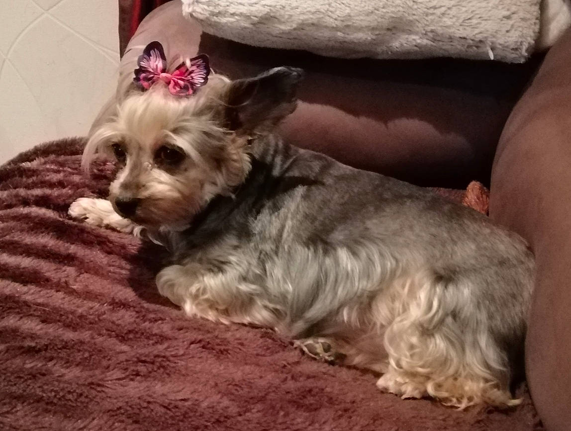 Feeby participe au concours pour gagner de l'argent avec cette photo : canidae, carnivore, comfort, companion_dog, dog, dog_breed, dog_supply, fawn, fur, liver, pillow, puppy, small_terrier, snout, sporting_group, terrier, toy_dog, working_animal, yorkipoo, yorkshire_terrier