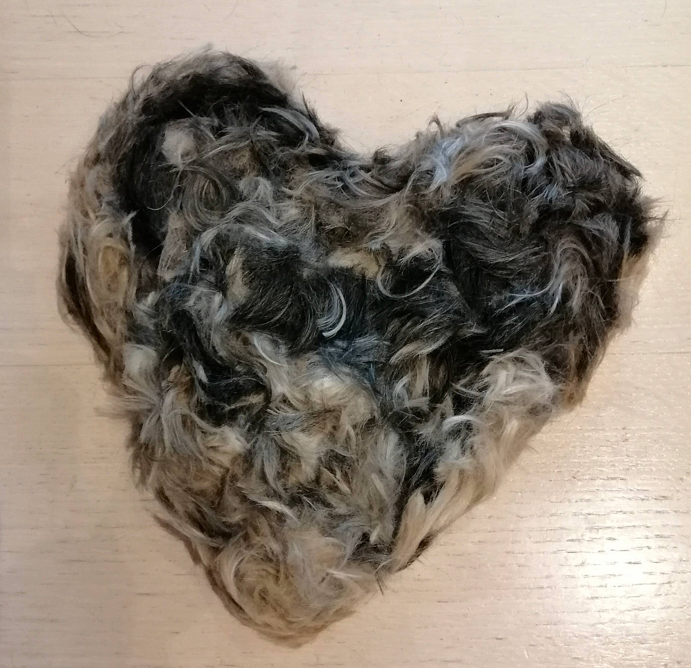 Feeby participe au concours pour gagner de l'argent avec cette photo : canidae, dog_breed, fashion_accessory, fiber, fur, grey, hair, liver, pattern, sporting_group, thread, wood, wool, woolen