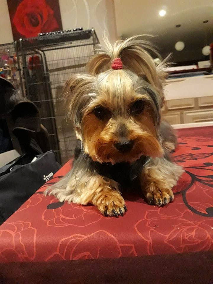 Feeby participe au concours pour gagner de l'argent avec cette photo : biewer_terrier, canidae, carnivore, comfort, companion_dog, dog, dog_breed, dog_supply, flooring, fur, liver, plant, rose, small_terrier, snout, sporting_group, terrier, toy_dog, yorkipoo, yorkshire_terrier