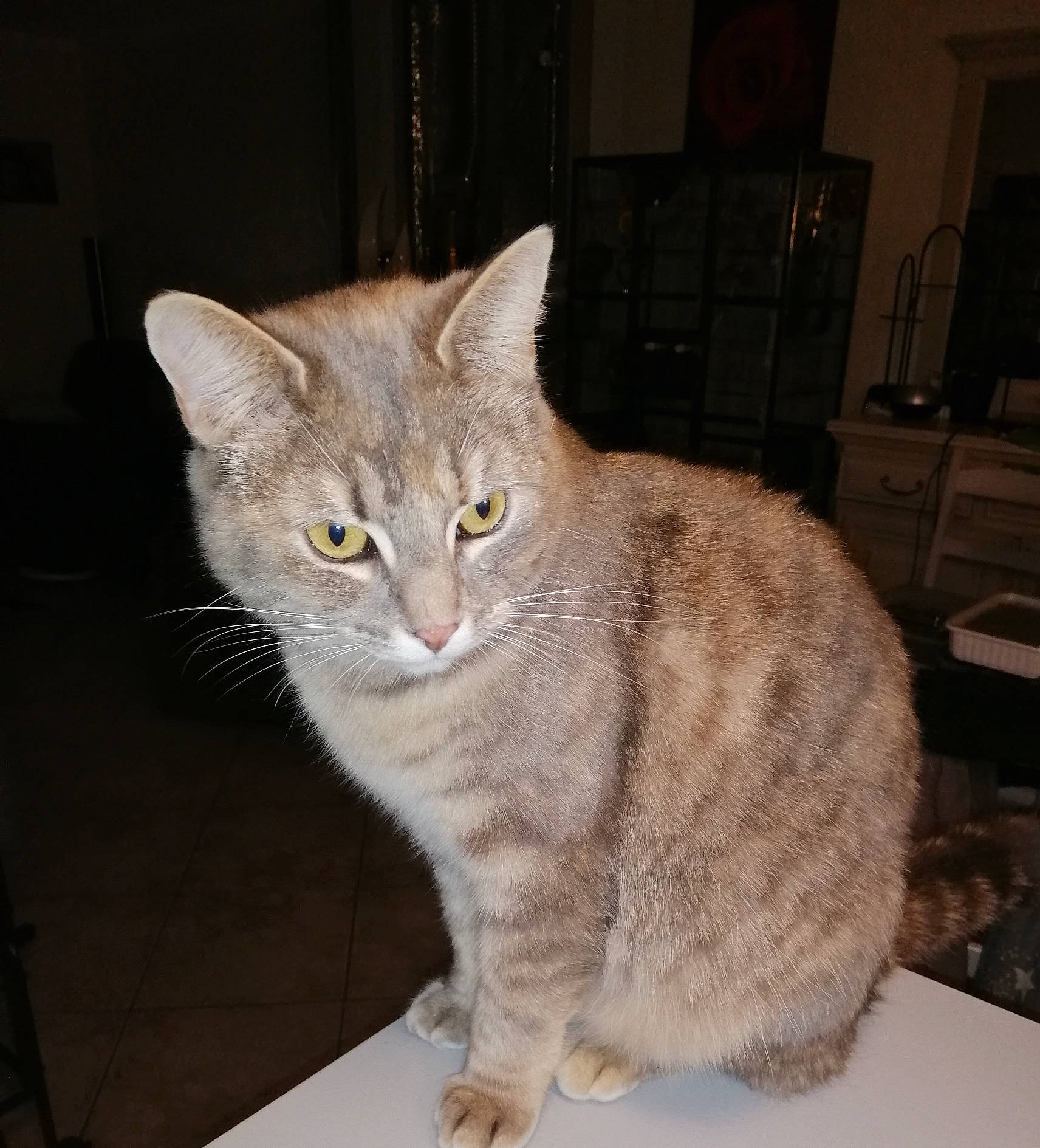 Olympe a rejoint le concours — aidez-le/la à gagner de superbes lots ! carnivore, cat, cat_furniture, domestic_short_haired_cat, eye, fawn, felidae, fur, head, iris, paw, picture_frame, small_to_medium_sized_cats, snout, tail, terrestrial_animal, whiskers, window