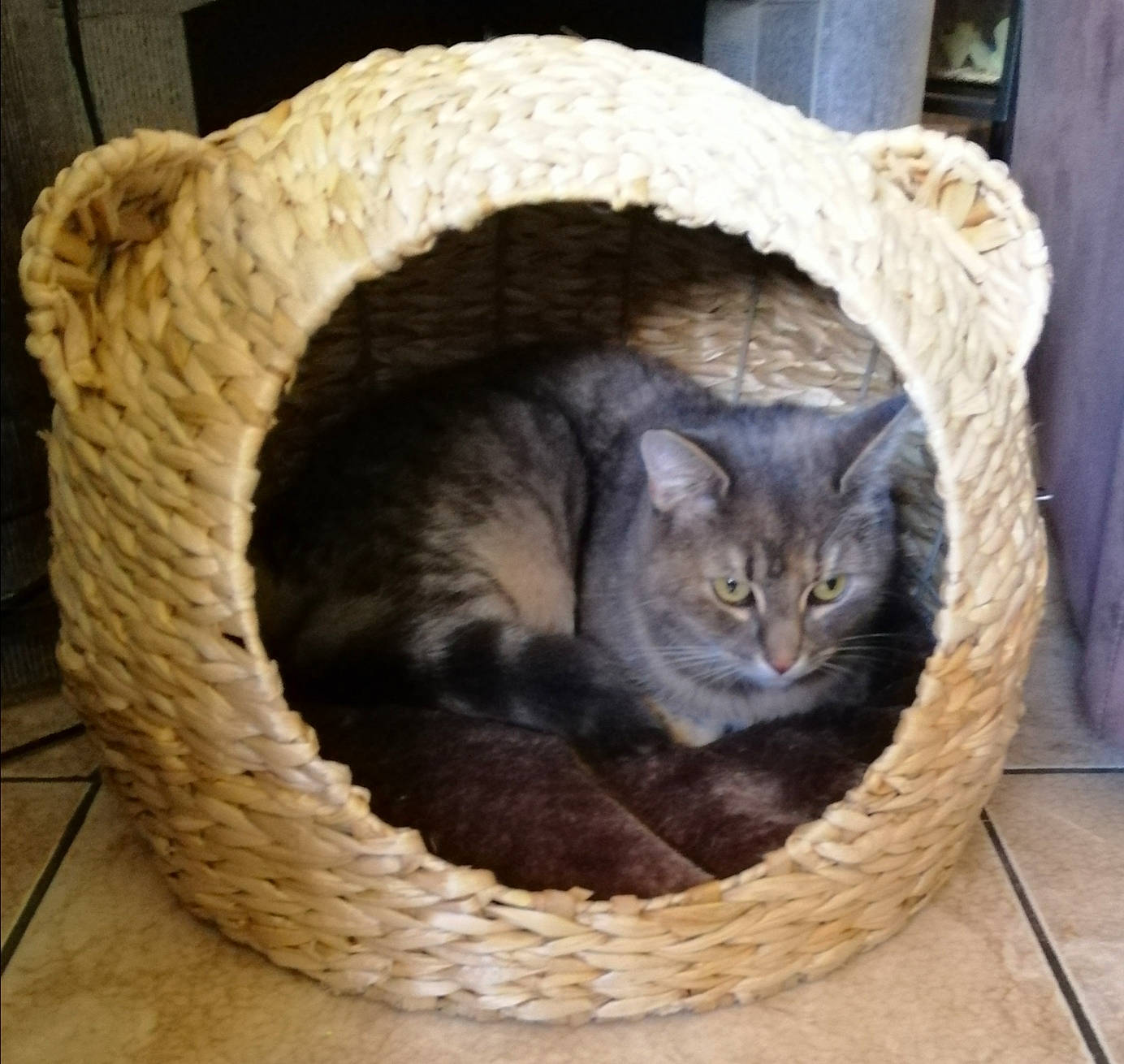 Olympe participe au concours pour gagner de l'argent avec cette photo : basket, carnivore, cat, cat_bed, cat_furniture, cat_supply, comfort, domestic_short_haired_cat, fawn, felidae, fur, grey, home_accessories, small_to_medium_sized_cats, tail, terrestrial_animal, whiskers, wicker, wood, wool