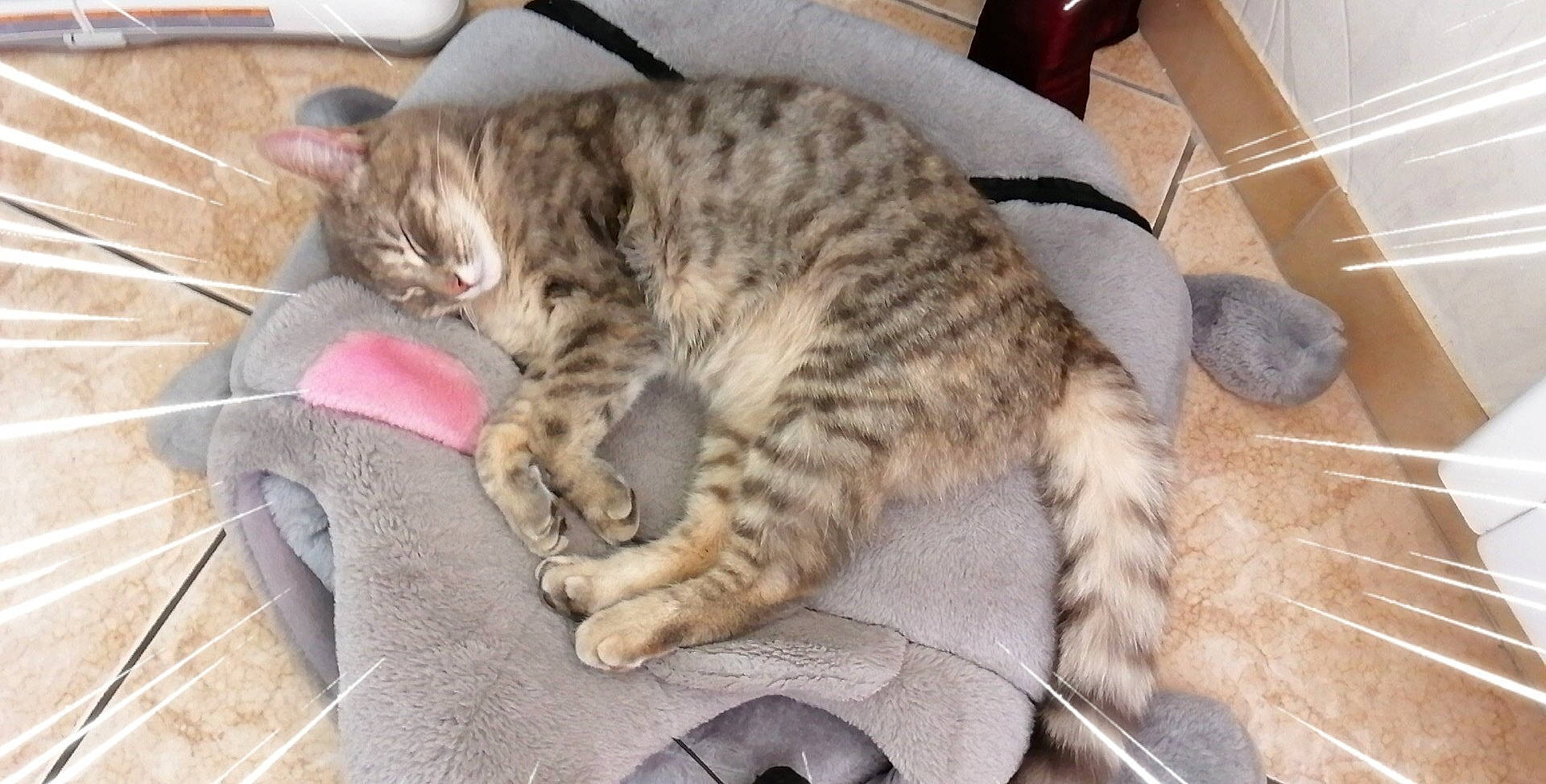 Olympe a rejoint le concours — aidez-le/la à gagner de superbes lots ! carnivore, cat, claw, comfort, domestic_short_haired_cat, felidae, flooring, fur, paw, small_to_medium_sized_cats, snout, terrestrial_animal, whiskers