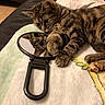 animal, blanket, brown, cat, closeup, cozy, curious, cute, feline, indoor, kitten, mirror, paw, pet, playful, reflection, resting, soft, striped, tabby