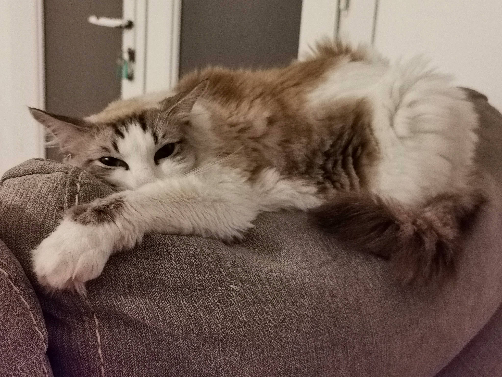 Roméo participe au concours pour gagner de l'argent avec cette photo : box, carnivore, cat, claw, comfort, domestic_short_haired_cat, felidae, fur, maine_coon, nap, paw, sleep, small_to_medium_sized_cats, snout, tail, whiskers