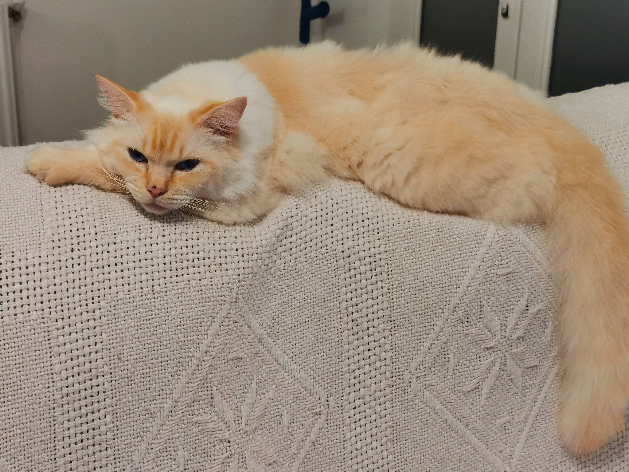 Spirou a rejoint le concours — aidez-le/la à gagner de superbes lots ! bedding, carnivore, cat, claw, comfort, domestic_short_haired_cat, fawn, felidae, flooring, fur, hardwood, linens, nap, paw, small_to_medium_sized_cats, snout, tail, whiskers, window, wood