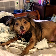 Fuzzy joined the competition — help win amazing prizes! dog, pet, bed, indoor, happy, fur, animal, canine, smiling, resting, collar, blanket, furniture, air_conditioner, room, cozy, domestic, cute, lying_down, ears