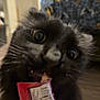 black_cat, cat, pet, close_up, treat, snacking, human_hand, finger, wide_eyes, whiskers, fur, indoor, blurry_background, carpet, furniture, packaging, barcode, cute, playful, portrait