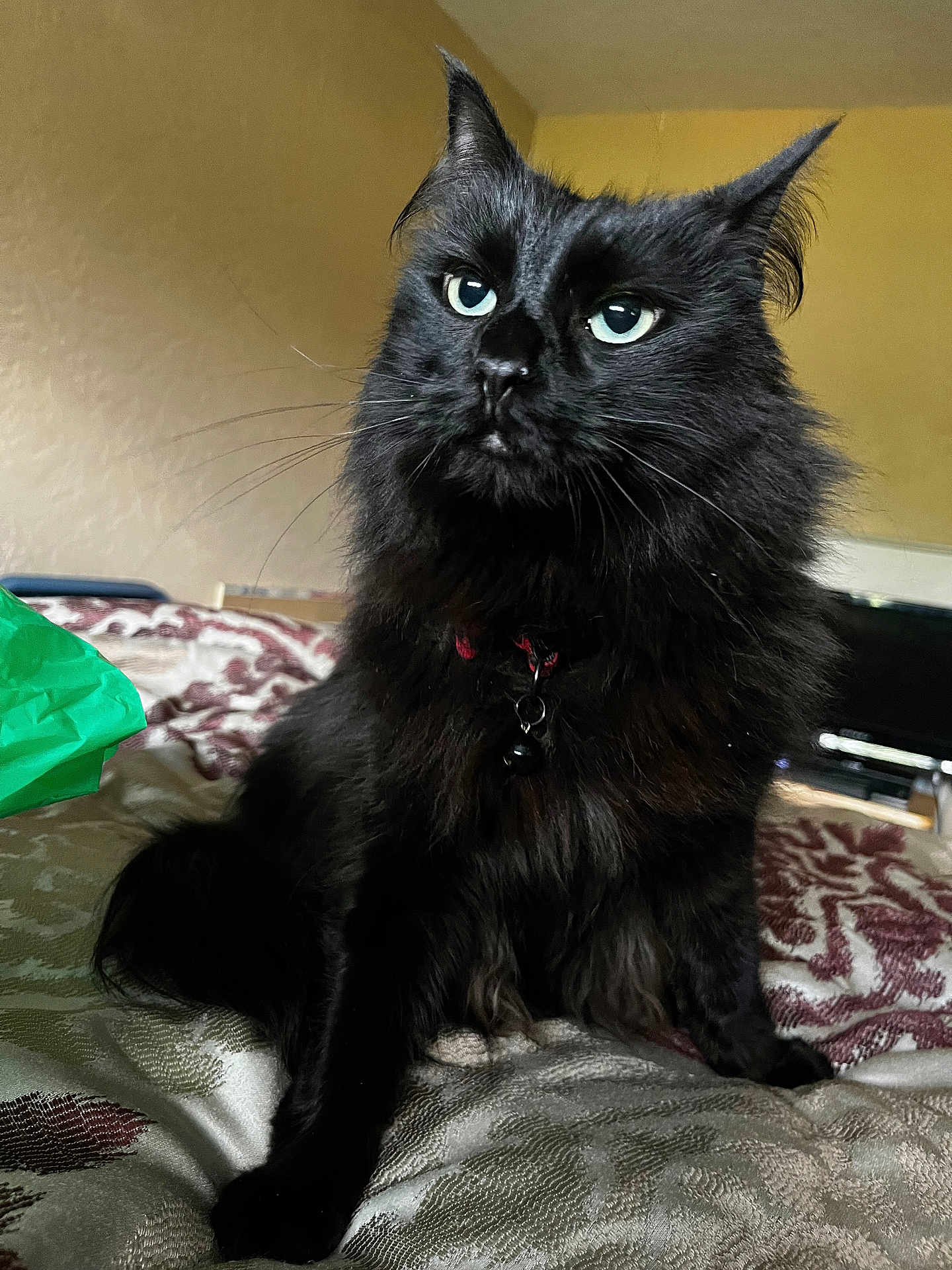Rocky joined the competition — help win amazing prizes! cat, black_cat, pet, animal, indoor, bed, blanket, whiskers, green_eyes, long_fur, collar, bell, portrait, close_up, looking_up, ears, paw, sitting, cozy, home_decor