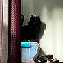 Rocky is registered to the contest to win money with this photo: black_cat, cat, pet, fur, green_eyes, plastic_box, container, pet_food, kibble, curtain, shadow, wall, indoor, shelf, storage, clothing, hat, cozy, staring, whiskers