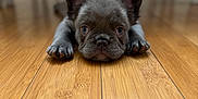 Nala is registered to the contest to win money with this photo: adorable, animal, canine, cute, dog, ears, eyes, face, floor, french_bulldog, furniture, home, indoor, lying_down, paws, pet, puppy, snout, wooden_floor, young