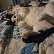 Figaro is registered to the contest to win money with this photo: cat, animal, pet, lying_down, bed, blanket, relaxed, white, black, paw, fur, indoor, cozy, cute, sleepy, resting, domestic, feline, soft, comfort