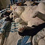 cat, animal, pet, lying_down, bed, blanket, relaxed, white, black, paw, fur, indoor, cozy, cute, sleepy, resting, domestic, feline, soft, comfort