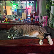 Kenner is registered to the contest to win money with this photo: bar_counter, bottles, cat, curtains, decorations, face, feline, glassware, houseplant_pattern, indoor, mirror, neon_sign, paws, reflection, relaxed, resting, striped_fur, tabby_cat, tabletop, wooden_furniture