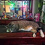 bar_counter, bottles, cat, curtains, decorations, face, feline, glassware, houseplant_pattern, indoor, mirror, neon_sign, paws, reflection, relaxed, resting, striped_fur, tabby_cat, tabletop, wooden_furniture