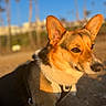 Ophelia joined the competition — help win amazing prizes! dog, corgi, beach, sunlight, sandy, outdoor, pet, animal, portrait, closeup, ears, brown, white, black, collar, daytime, nature, sky, blurred_background, calm