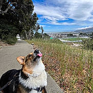 Ophelia is registered to the contest to win money with this photo: dog, corgi, sidewalk, grass, trees, sky, clouds, outdoor, nature, leash, playing, tongue_out, pet, animal, daytime, scenic_view, hill, cityscape, sunny, happy