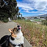 dog, corgi, sidewalk, grass, trees, sky, clouds, outdoor, nature, leash, playing, tongue_out, pet, animal, daytime, scenic_view, hill, cityscape, sunny, happy